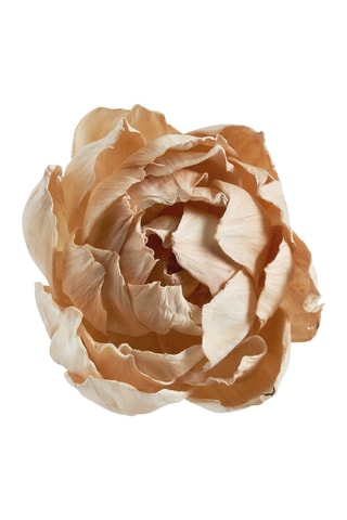 Ramo de 3 decorações vegetais secas - Rosa