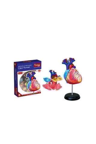 Modèle anatomique du cœur  Dès 8 ans