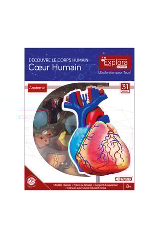 Modèle anatomique du cœur  Dès 8 ans