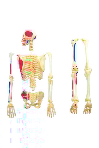 Modèle anatomique du squelette 46 pièces - Dès 8 ans