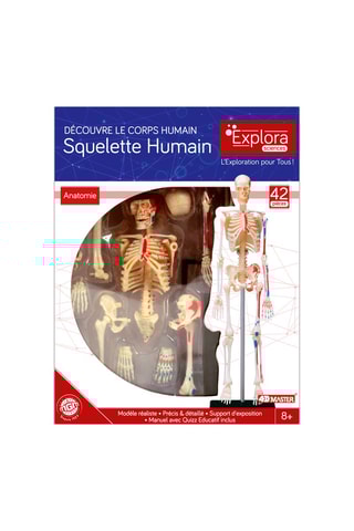 Modèle anatomique du squelette 46 pièces - Dès 8 ans