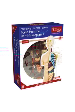 Modèle anatomique du torse  Dès 8 ans