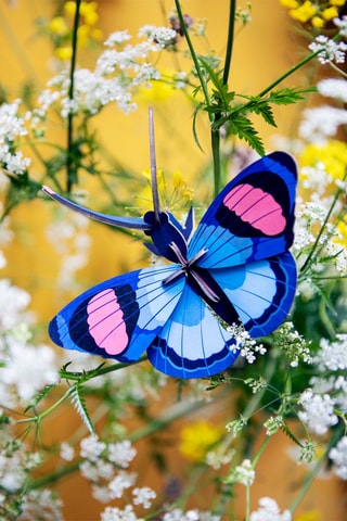 Decoração de parede Peacock butterfly - Azul e rosa