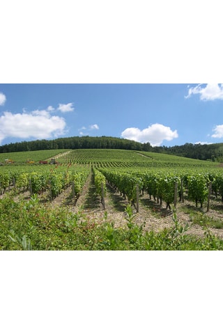 À la découverte de nos vignobles - 1-2 personnes