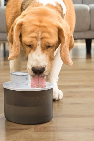 Fontaine rechargeable pour animaux de compagnie - 3 l