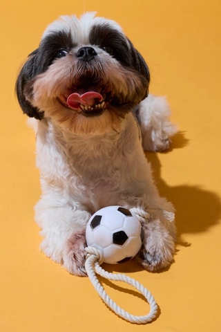 2 mini-balles pour chien - Modèle aléatoire