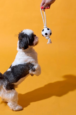 2 mini-balles pour chien - Modèle aléatoire