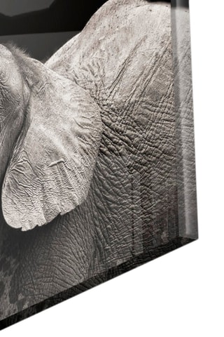 Tableau en verre trempé Elephants 