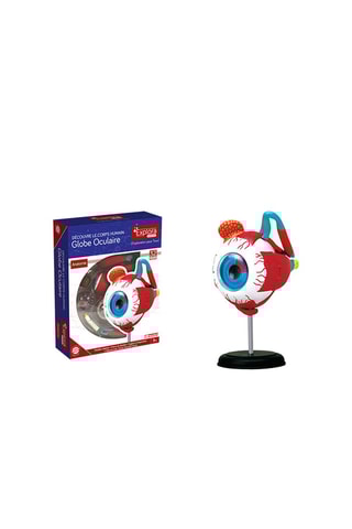 Modèle anatomique du globe oculaire - Dès 8 ans
