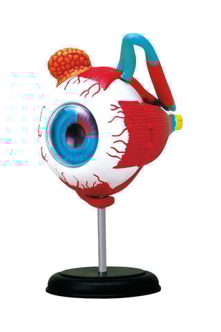 Modèle anatomique du globe oculaire - Dès 8 ans