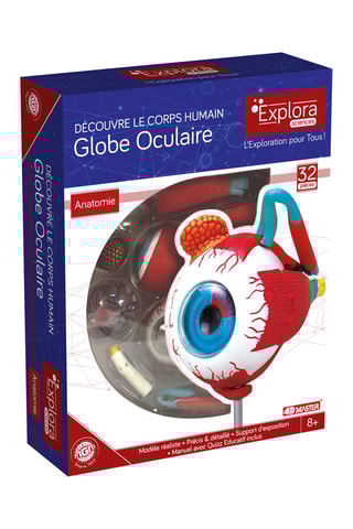 Modèle anatomique du globe oculaire - Dès 8 ans