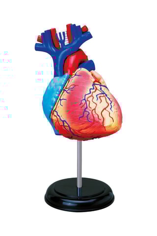 Modèle anatomique du cœur  Dès 8 ans
