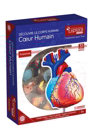 Modèle anatomique du cœur  Dès 8 ans