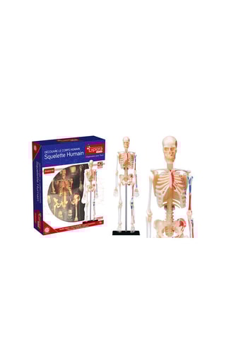 Modèle anatomique du squelette 46 pièces - Dès 8 ans