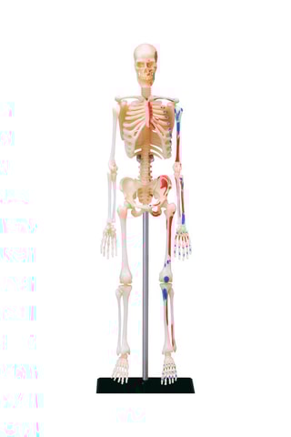 Modèle anatomique du squelette 46 pièces - Dès 8 ans