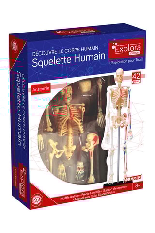 Modèle anatomique du squelette 46 pièces - Dès 8 ans
