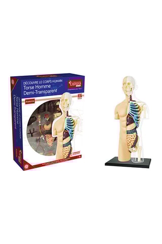 Modèle anatomique du torse  Dès 8 ans