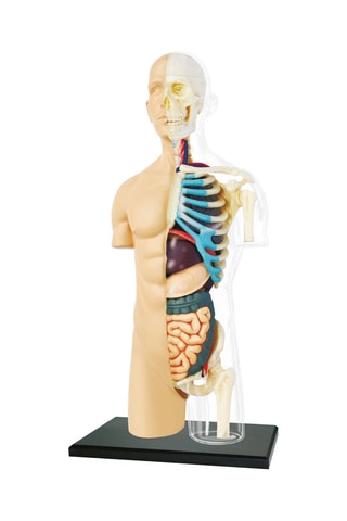 Modèle anatomique du torse  Dès 8 ans