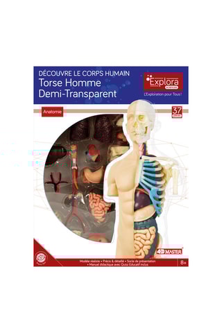 Modèle anatomique du torse  Dès 8 ans