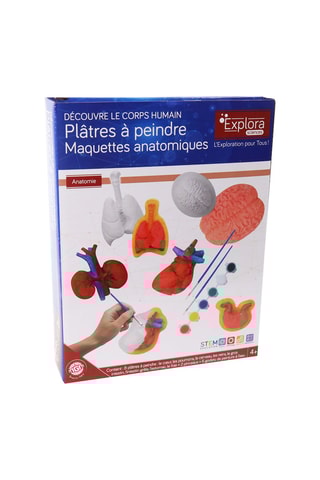 8 organes à peindre Dès 4 ans