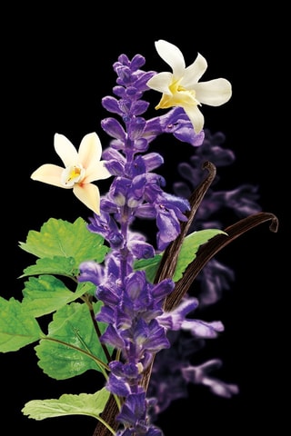 Pour Homme Mauboussin - Eau de parfum 100 ml - Boisé, Aromatique