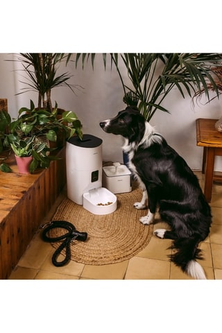 Alimentador automático