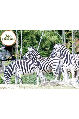 Journée en famille au parc - Parc zoologique d'Amnéville - 3 personnes - Validité 39 mois