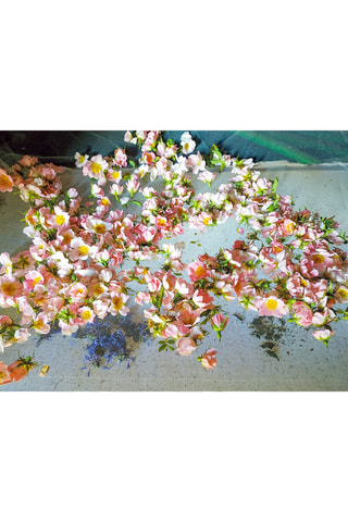 Atelier sur les plantes sauvages et produits naturels avec brunch en Isère - Pellafol dans les Alpes - 2 personnes - Validité 39 mois