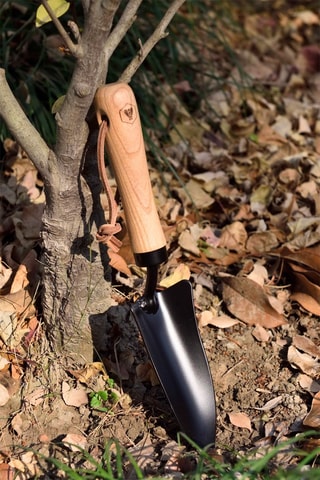 Transplantadora de freixo