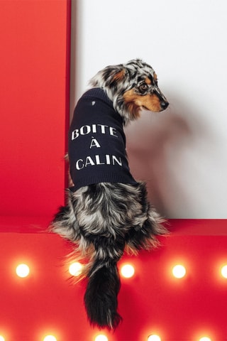 Pull pour chien - Bleu nuit