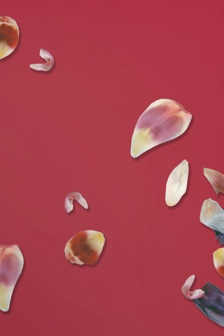 2 federe in raso di cotone 200 fili/cm² Aurore - Rosso e rosa