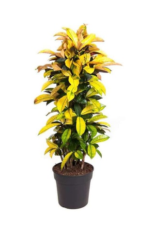 Codiaeum "Mrs. Iceton" - Hauteur livrée 140 - 150 cm