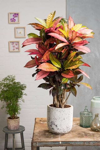 Codiaeum "Mrs. Iceton" - Hauteur livrée 140 - 150 cm