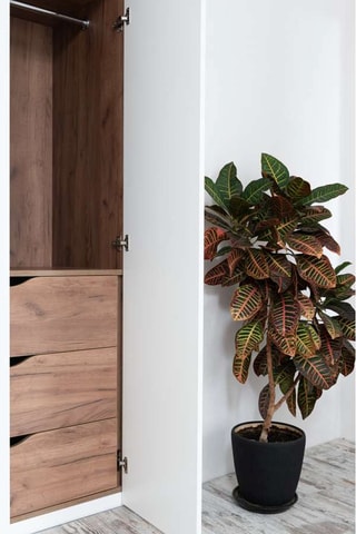 Codiaeum "Mrs. Iceton" - Hauteur livrée 140 - 150 cm