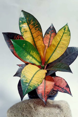 Codiaeum "Mrs. Iceton" - Hauteur livrée 140 - 150 cm