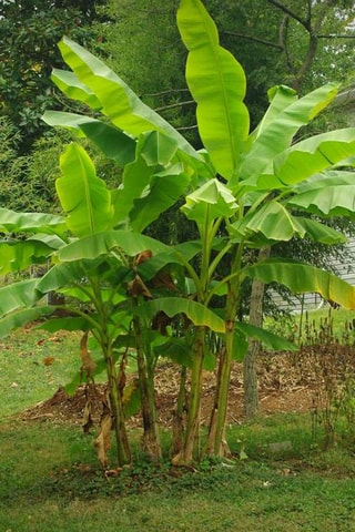 2 bananiers Musa Basjoo - Hauteur livrée 25-40 cm