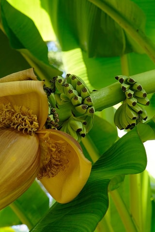 2 bananiers Musa Basjoo - Hauteur livrée 25-40 cm