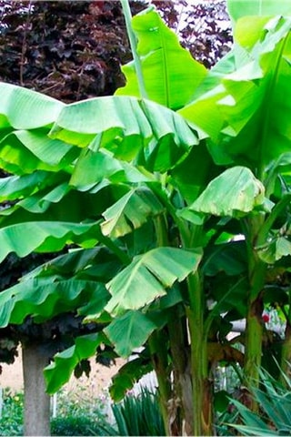 2 bananiers Musa Basjoo - Hauteur livrée 25-40 cm