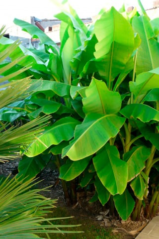 2 bananiers Musa Basjoo - Hauteur livrée 25-40 cm