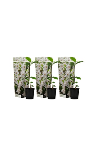 3 magnolias White (Stellata) - Hauteur livrée 25-40 cm