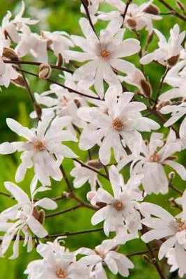 3 magnolias White (Stellata) - Hauteur livrée 25-40 cm