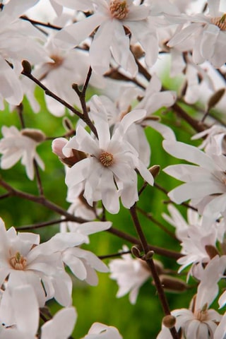 3 magnolias White (Stellata) - Hauteur livrée 25-40 cm