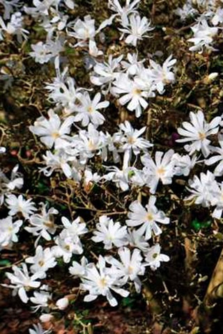 3 magnolias White (Stellata) - Hauteur livrée 25-40 cm