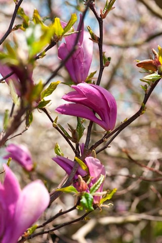 3 magnolias Purple (Susan) - Hauteur livrée 25-40 cm
