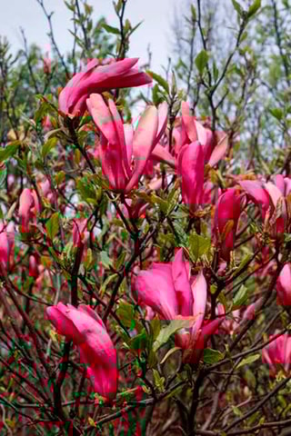 3 magnolias Purple (Susan) - Hauteur livrée 25-40 cm