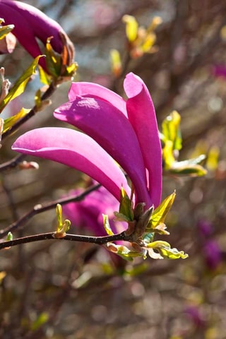 3 magnolias Purple (Susan) - Hauteur livrée 25-40 cm