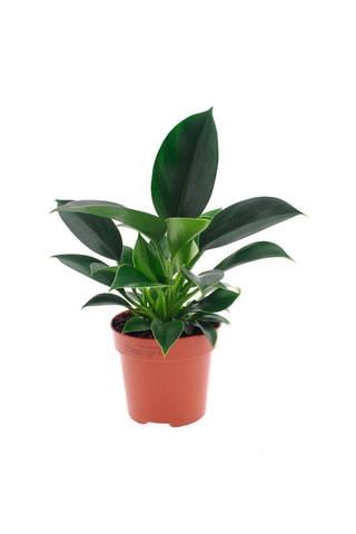 2 Philodendron Green Princess - Hauteur livrée 30 cm