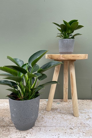 2 Philodendron Green Princess - Hauteur livrée 30 cm
