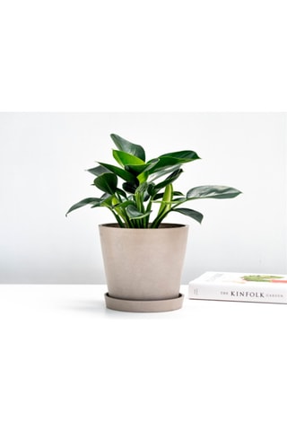 2 Philodendron Green Princess - Hauteur livrée 30 cm