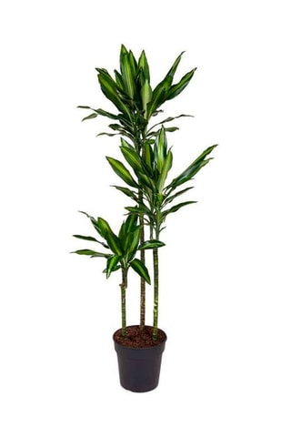 Dracaena "Cintho" - Hauteur livrée 140-150 cm